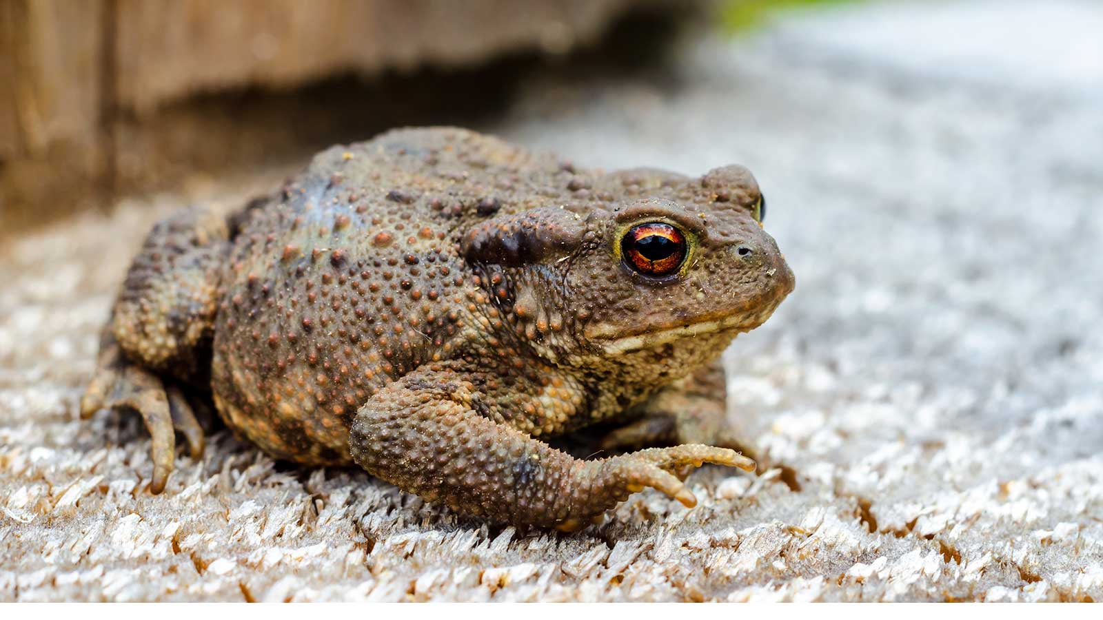 Rooted Misconceptions 20 Ideas That Endure Despite Evidence