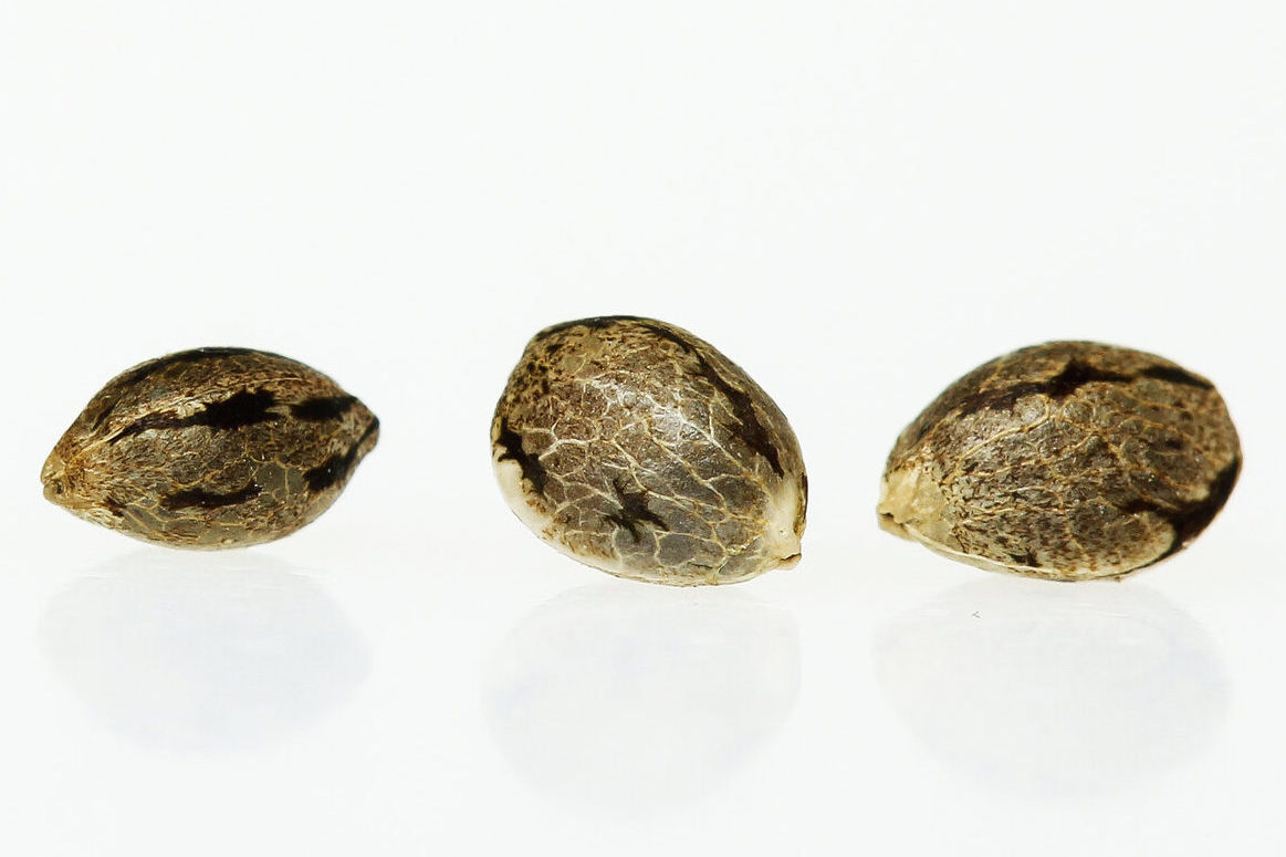 The 3 Different Types of Cannabis Seeds Know Before You Grow