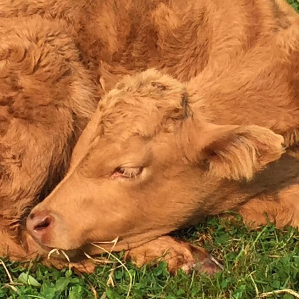 Meet Peanut, Our Resident Cow Kindred Community Farm Sanctuary