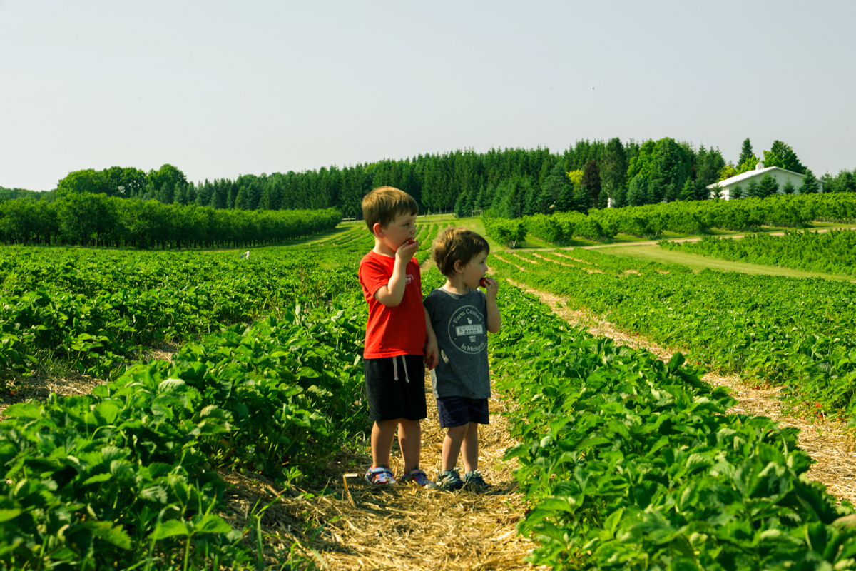 UPick Cherry Orchard in Northern Michigan King Orchards