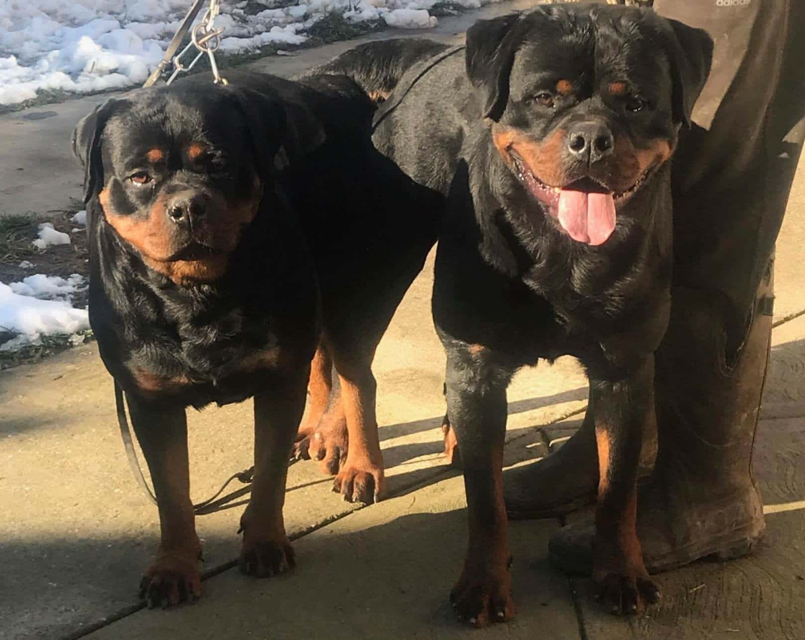 German Rottweiler Puppies for sale in Washington King Rottweilers