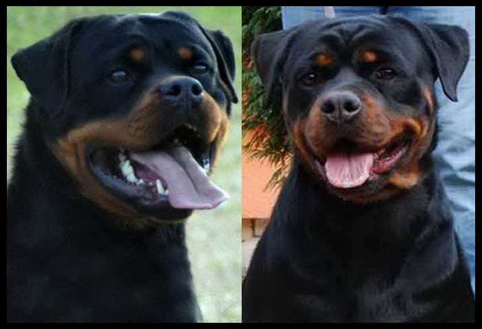 Giant German Rottweiler Puppies for Sale Washington King Rottweilers