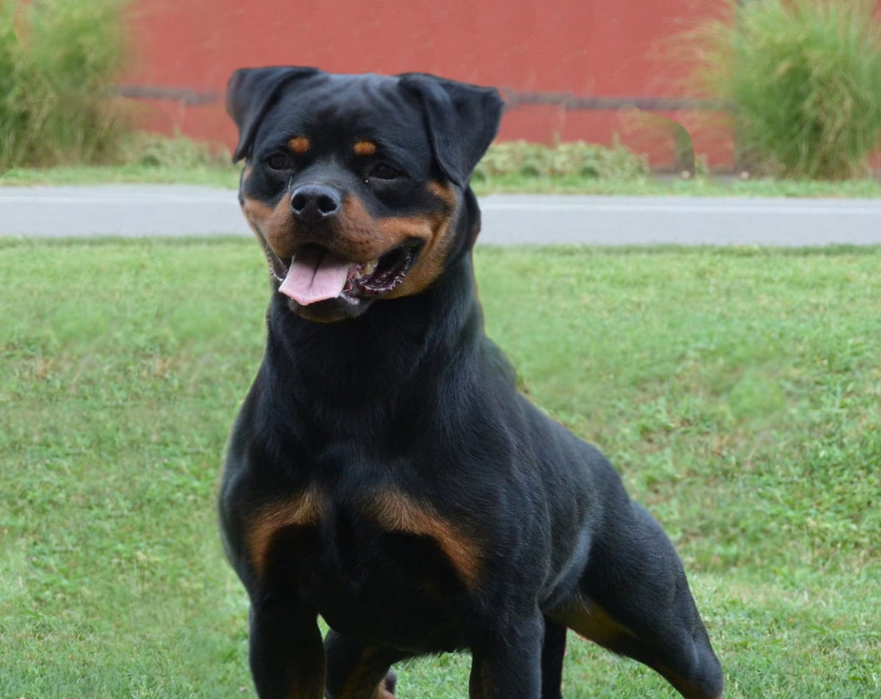 Peggy Flash Rouse Puppies King Rottweilers