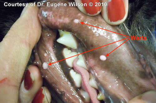 Oral Papillomas In Dogs Important Tips About Dog Warts In