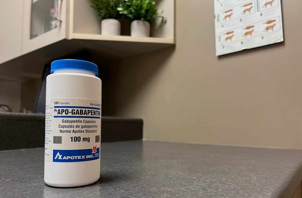 Gabapentin For Cats A Safe Medication For Chronic Pain And Stress