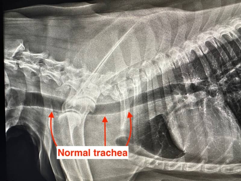 What Can Cause A Collapsed Trachea In Dogs