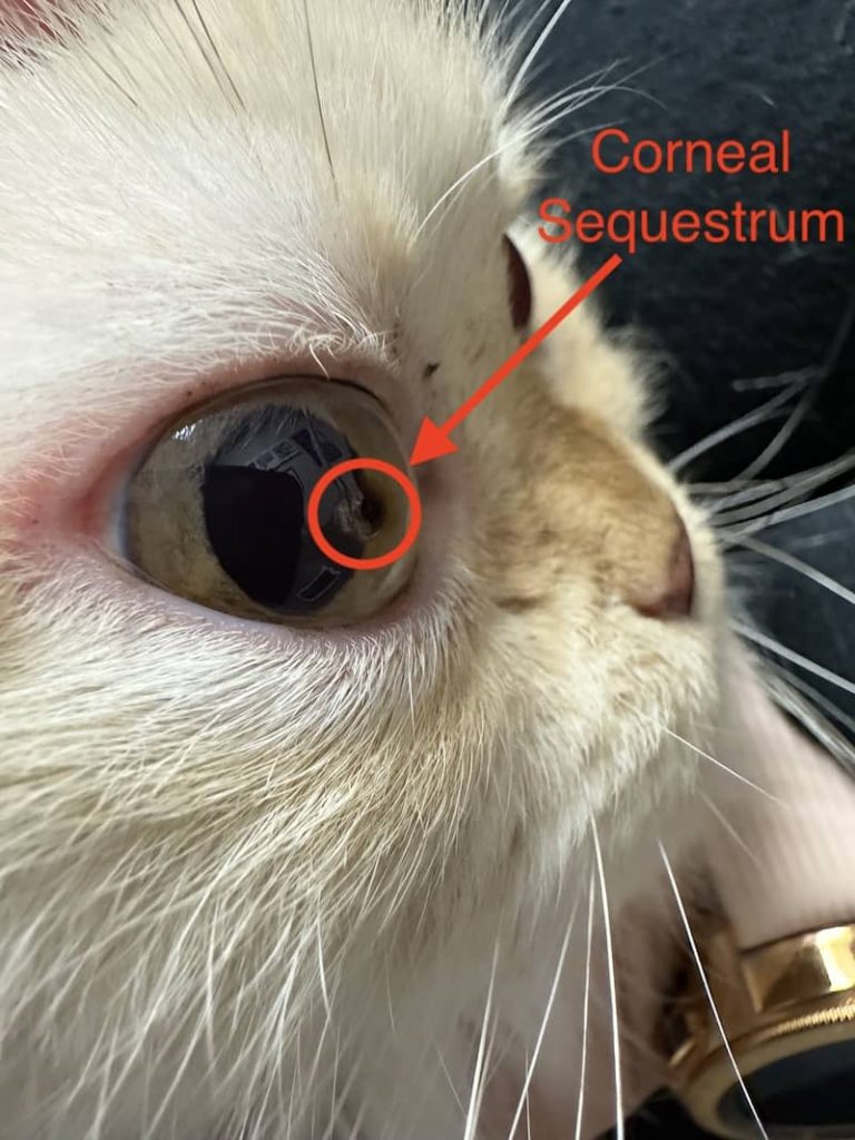 Corneal Sequestrum In Cats Kingsdale Animal Hospital