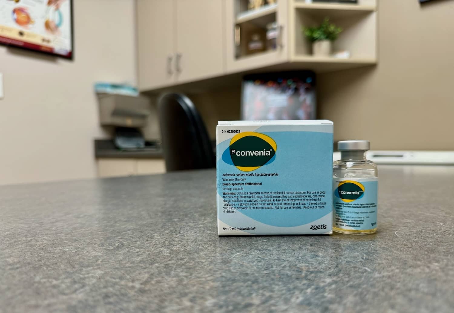 Convenia® Injection What It Is And When It's Needed Kingsdale Animal