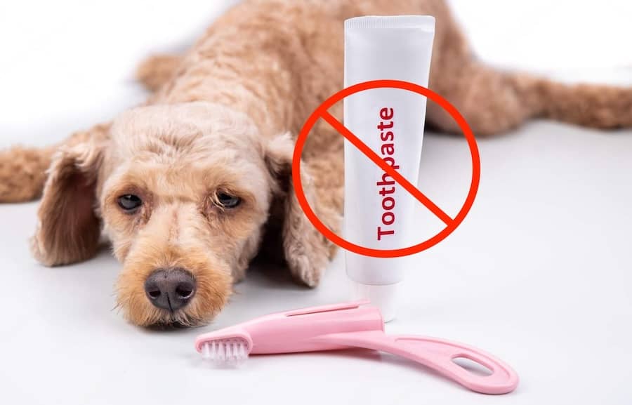 Can Dogs Use Human Toothpaste? Understanding The Risks And Alternatives