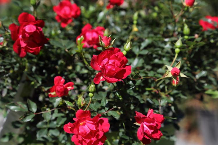 Drift Roses are repeatbloomers that are tough, easycare shrub roses