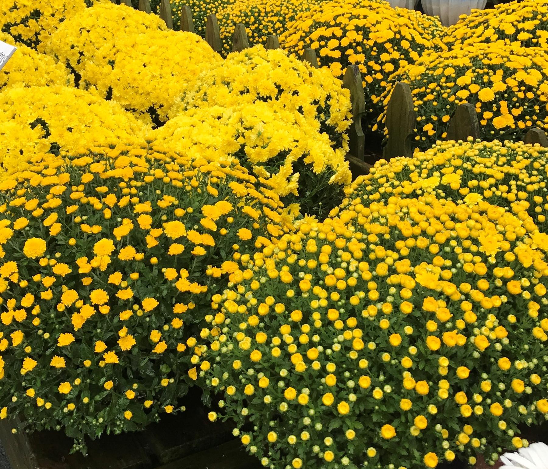 King's Greenhouse Growing Range and Wholesale Operation