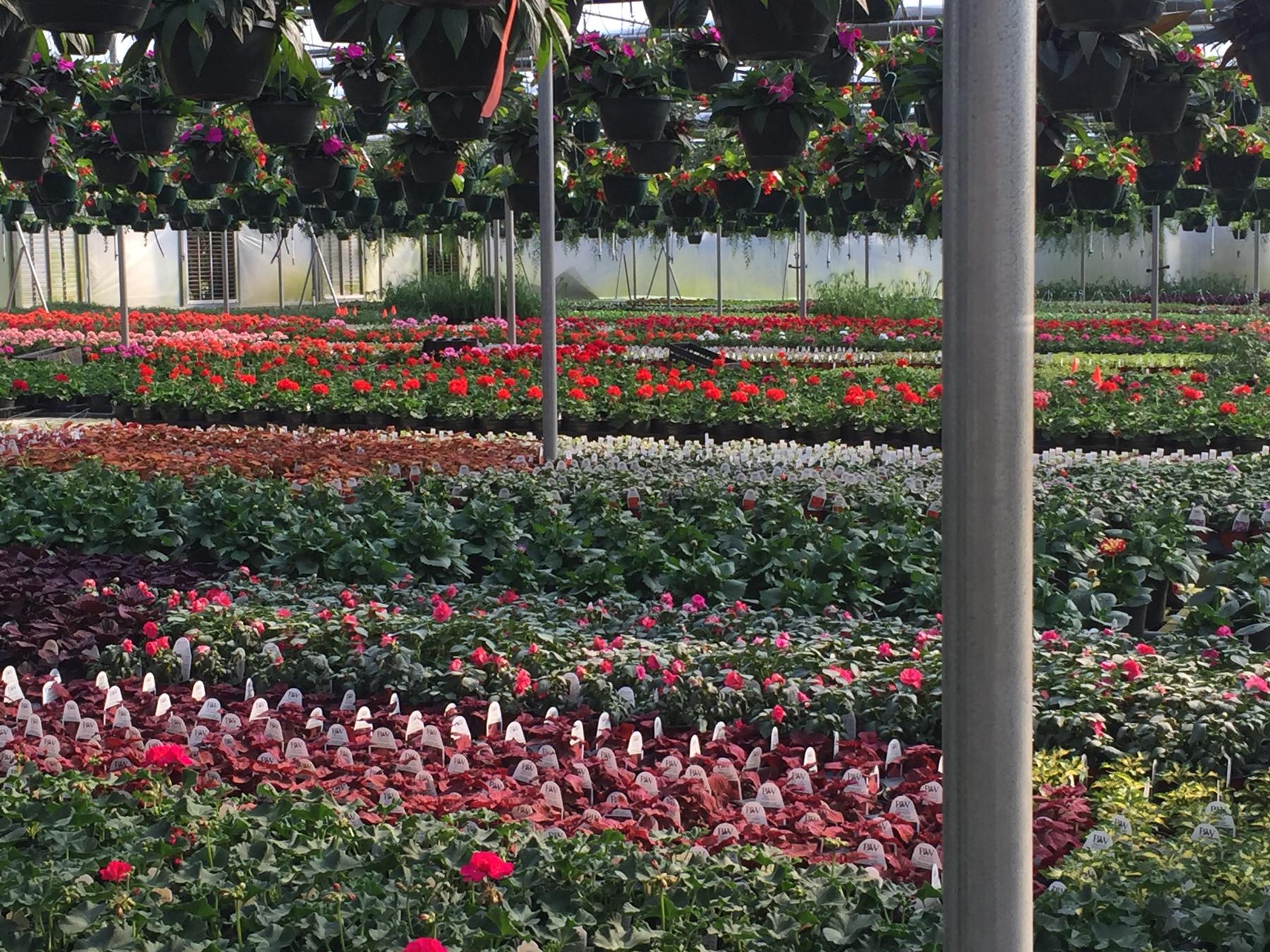 King's Greenhouse Growing Range and Wholesale Operation