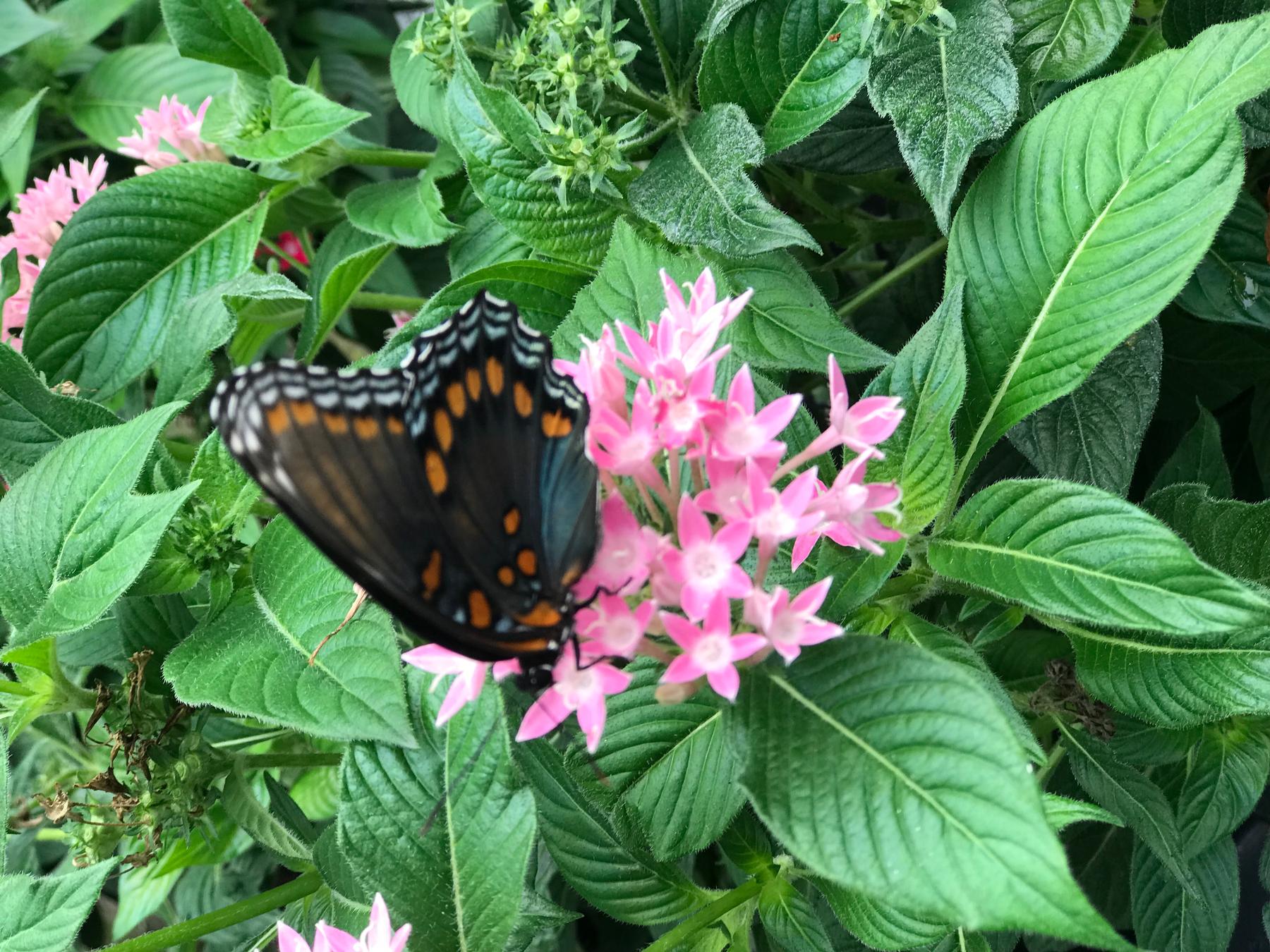 King's Greenhouse Growing Range and Wholesale Operation