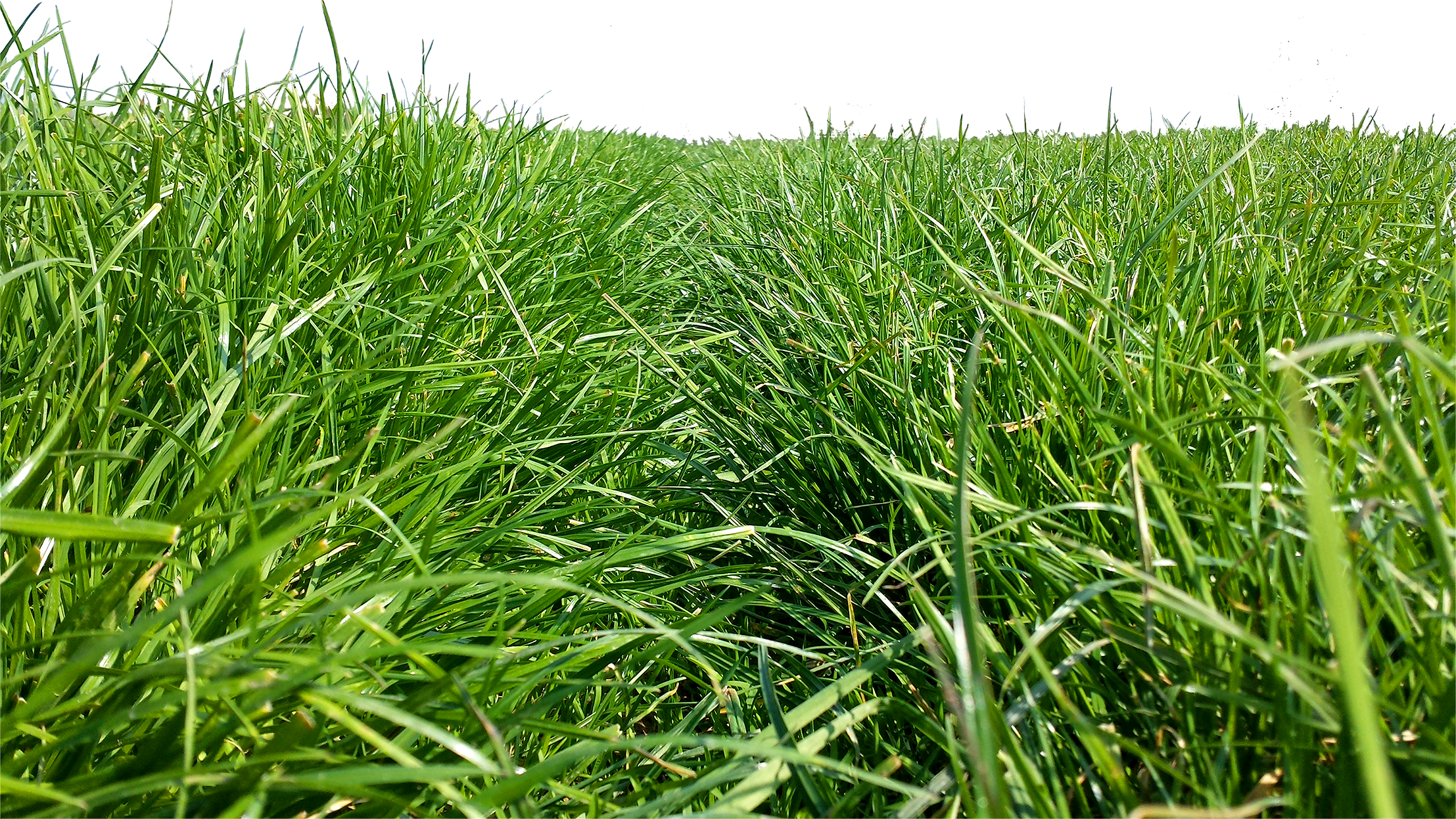 Grass mixture selection