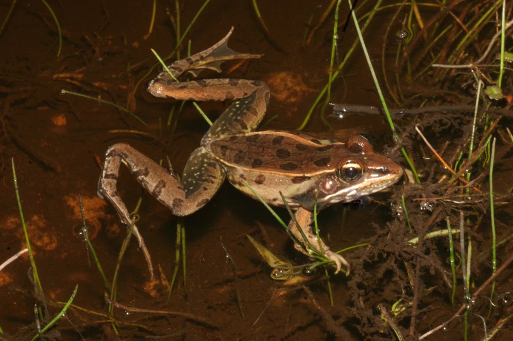 kingsnake blog Blog Florida Leopard Frogs