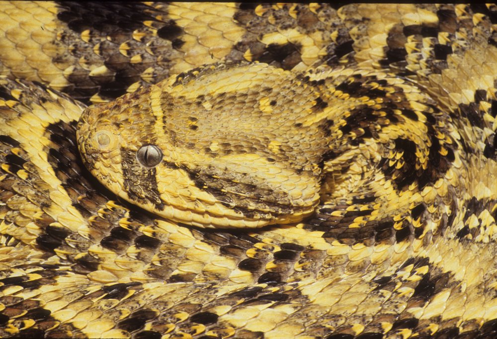 kingsnake blog Blog Meet the Puff Adder