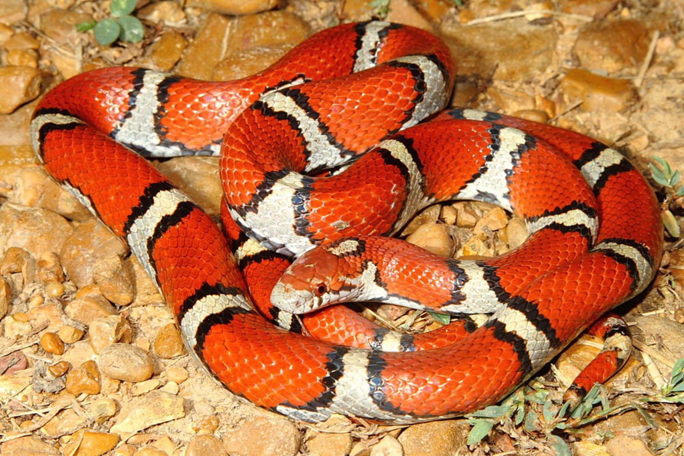 kingsnake blog Blog Red Milk Snake!