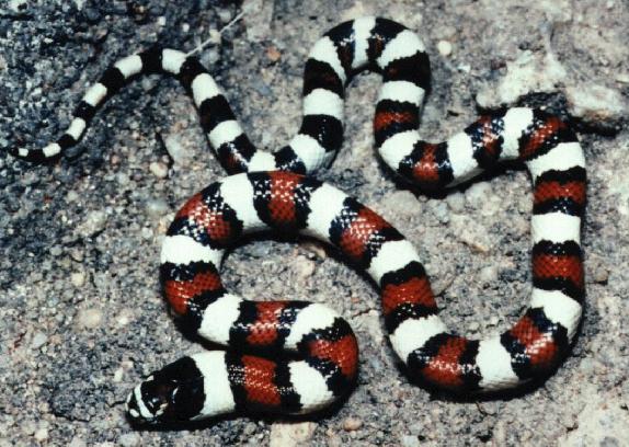 Kingsnake.com - The Kingsnake And Milk Snake Page - Central Plains Milk Snake