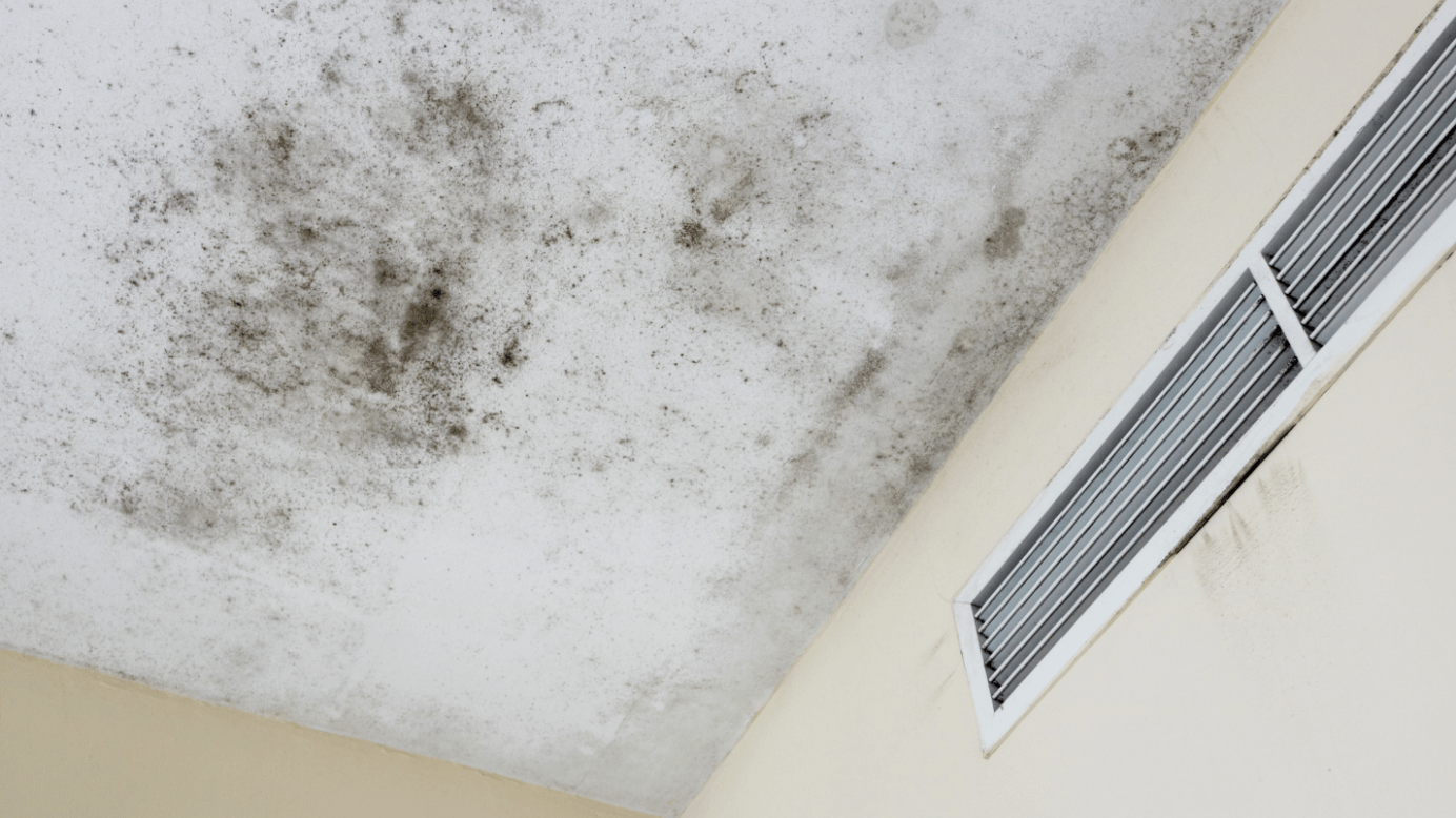 Mold On Your Ceiling? Call a Roof Repair Company in Pensacola Kings Roofing NWFL, LLC