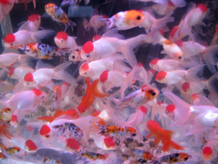 金魚のふるさと｜郡山金魚資料館 映像リンク