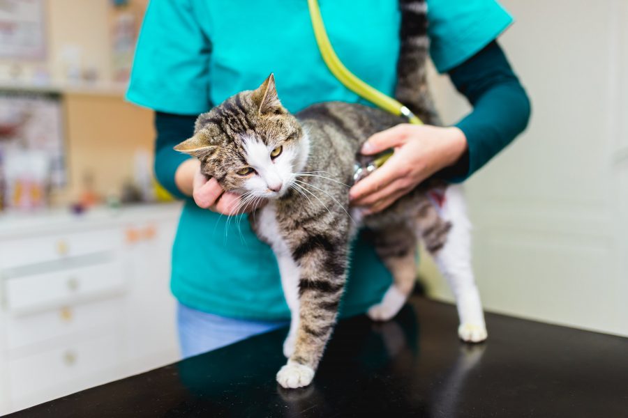 Can Cats Get COVID19? Symptoms and Risks