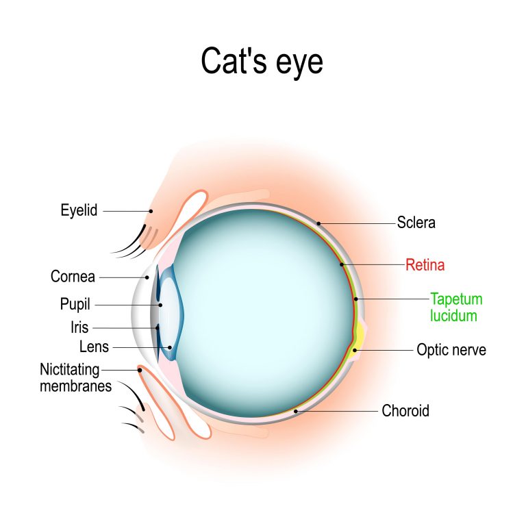 How Do Cats See the World?