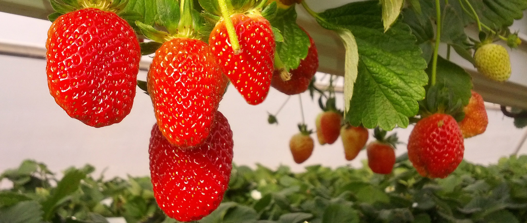 Strawberry Festival in Deryneia Cyprus inform