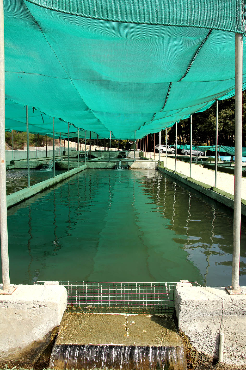 Sturgeon and trout. Fishing in Cyprus lakes Cyprus inform