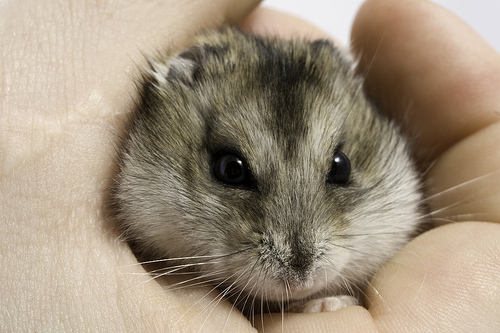 Little gray dwarf hamster is angry Kira's Page