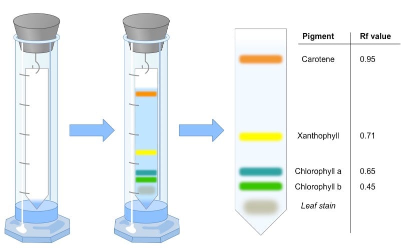 纸张色谱仪表微生物纸币