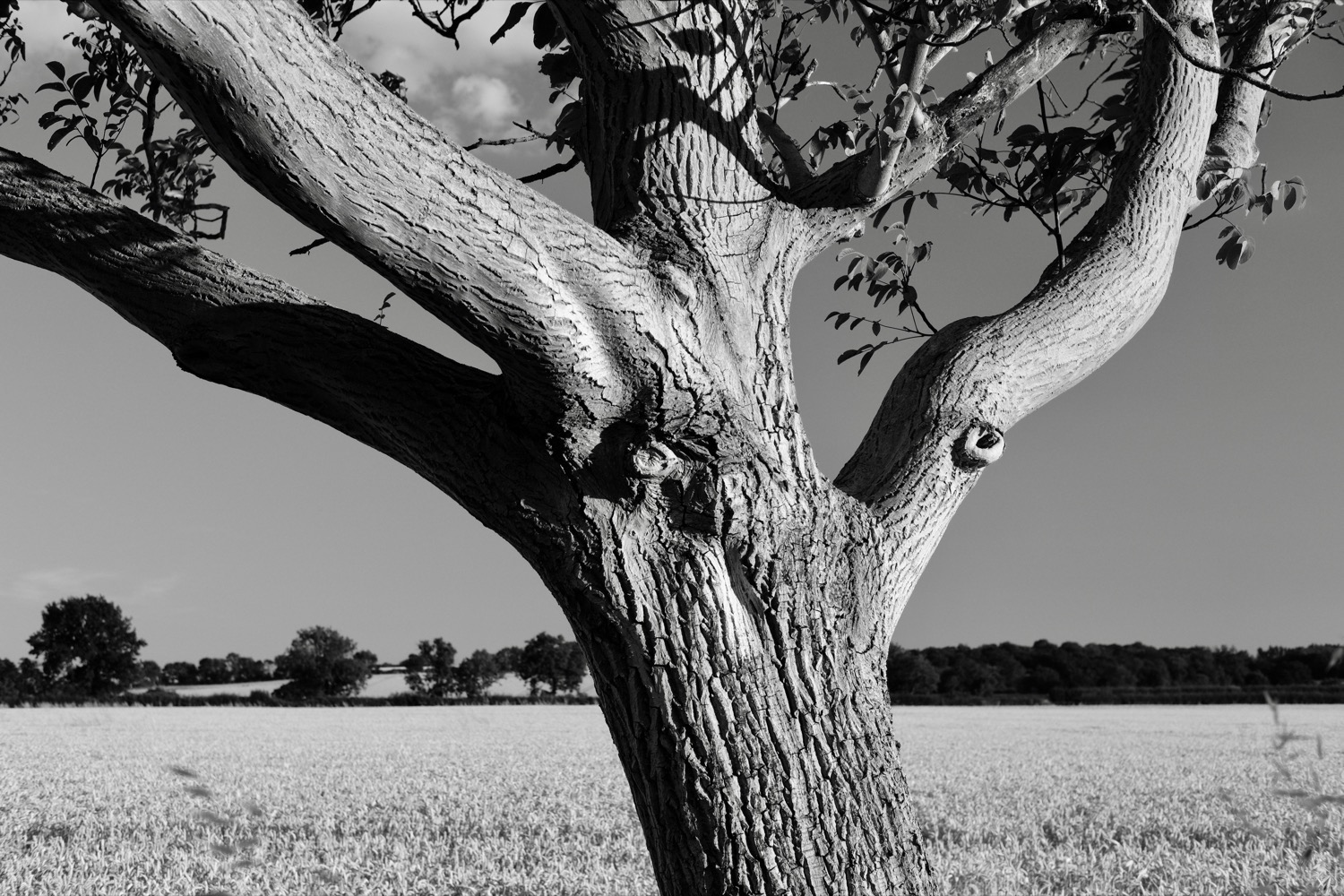 Kirkville How to Add Sepia Tone to Photos in Apple Photos