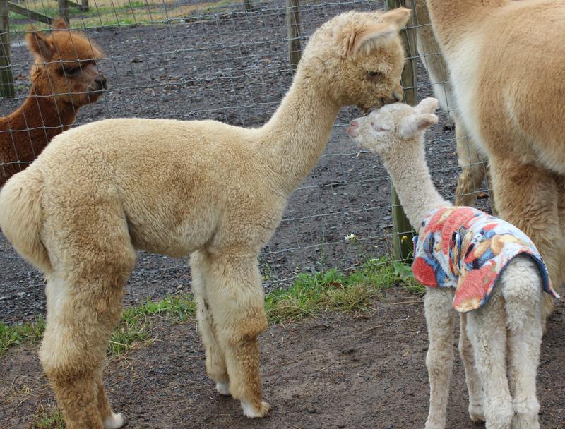 Kismet Acres Alpacas, alpacas in West Virginia