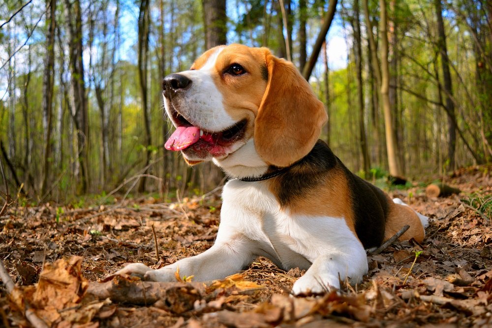Kinderfreundliche Hunde Das sind die besten Rassen für Familien