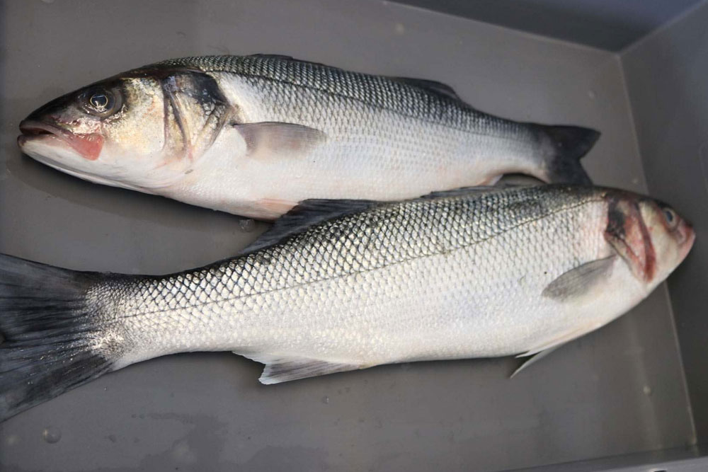 Koduva/Sea Bass/கொடுவா