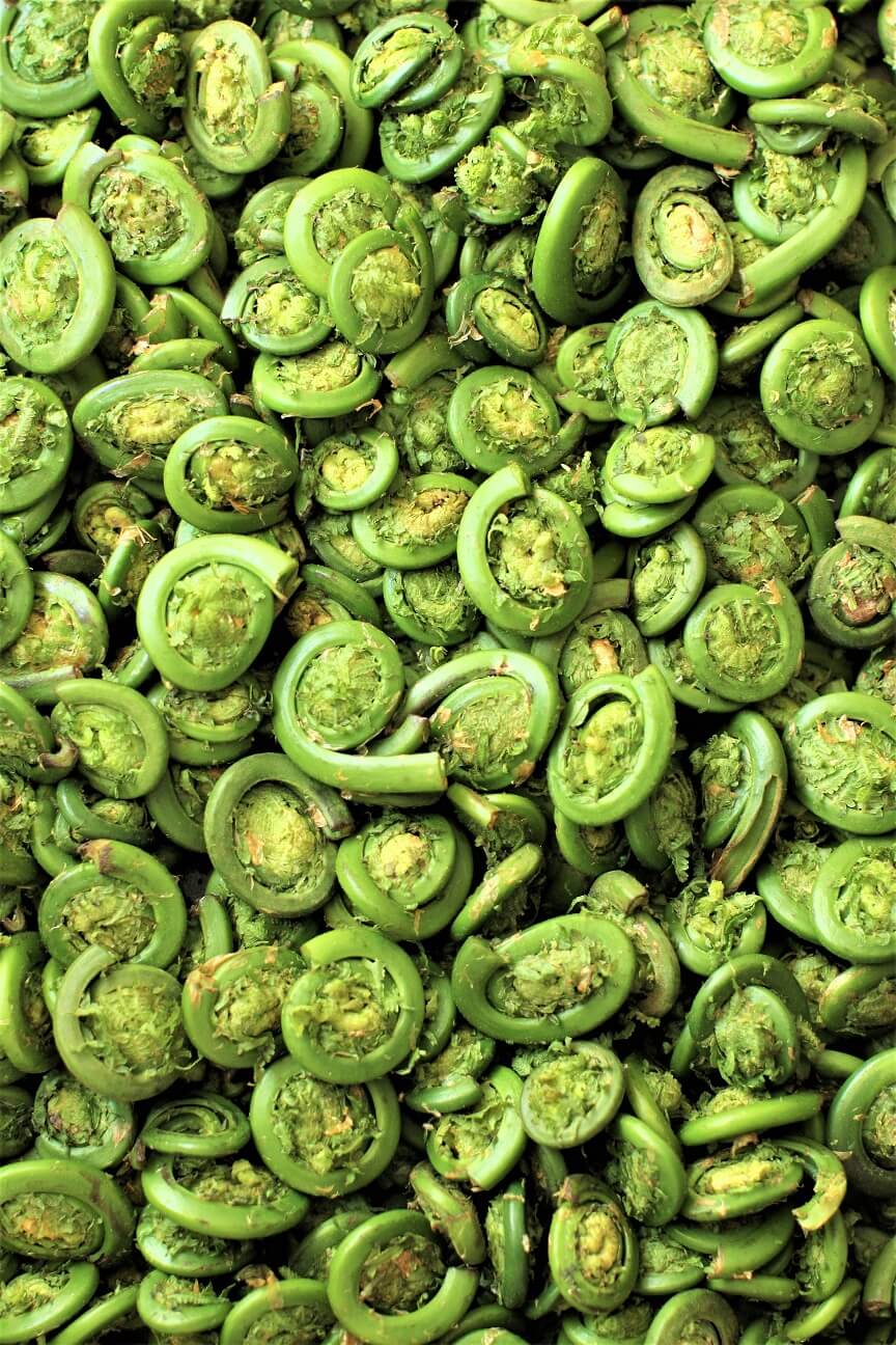 Fiddleheads with Creamy Butter Sauce Kitchen Frau