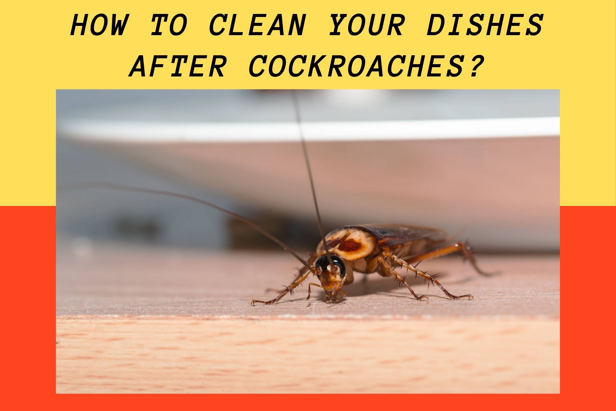 How To Clean Dishes After Cockroaches? The Best You Can Do!