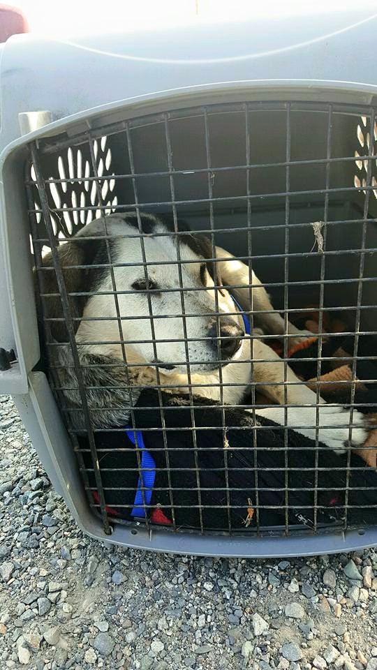 Kitsap Humane Society Quincy’s Journey