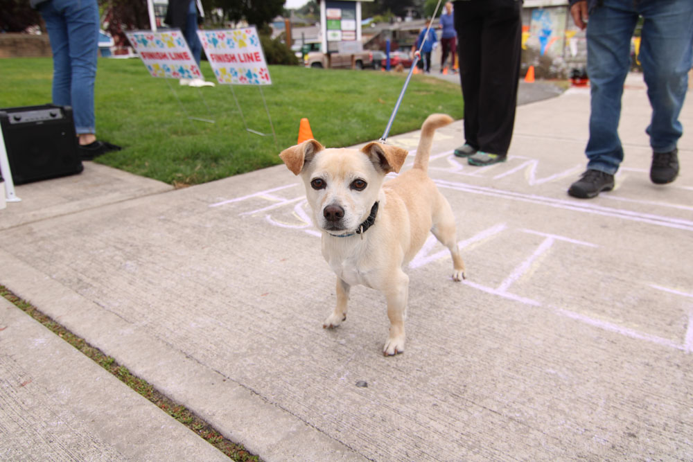 Kitsap Humane Society PetsWALK Presented by Poulsbo Animal