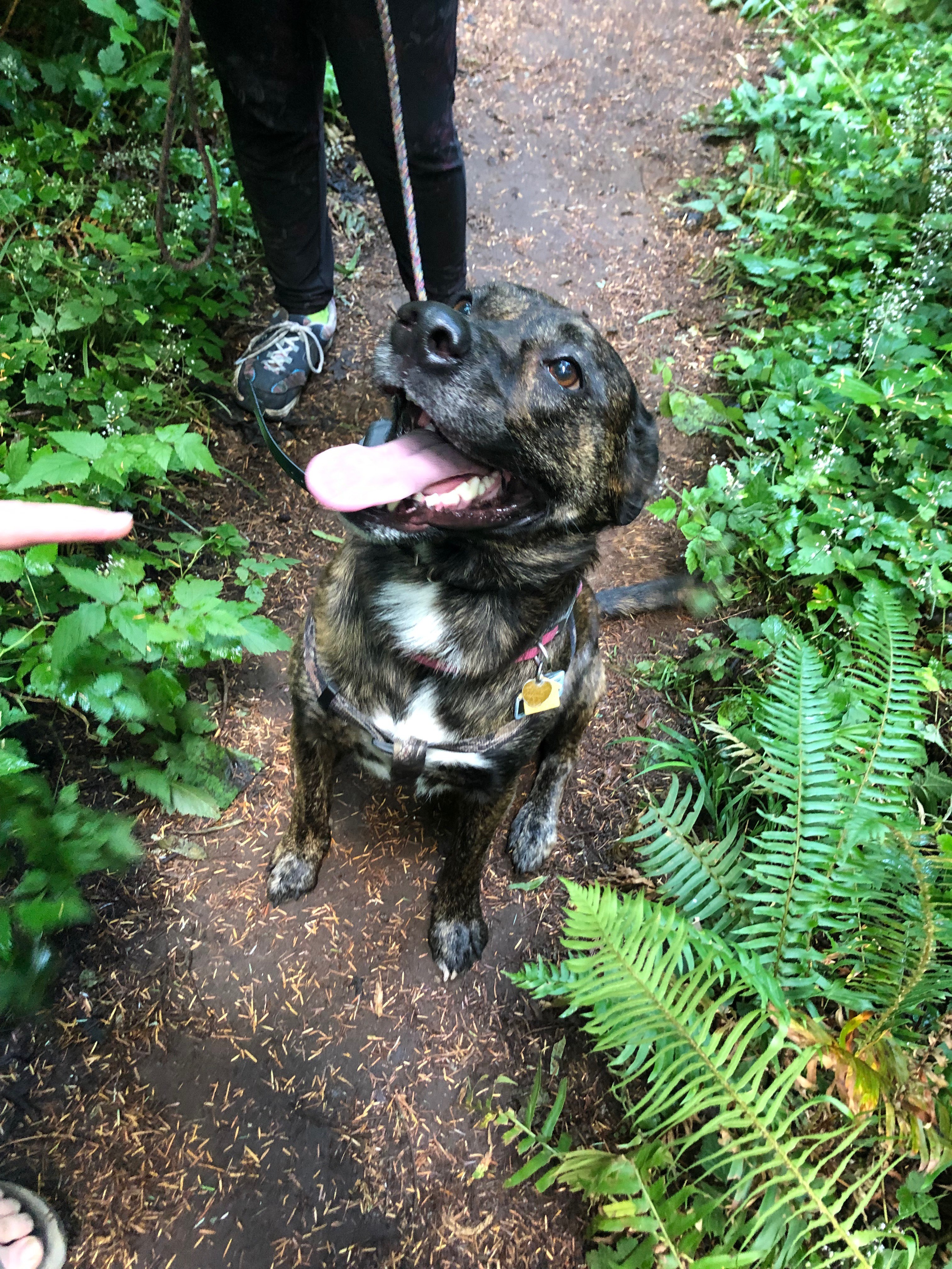 Kitsap Humane Society Kitsap Humane Society Assists with Dog in Tree