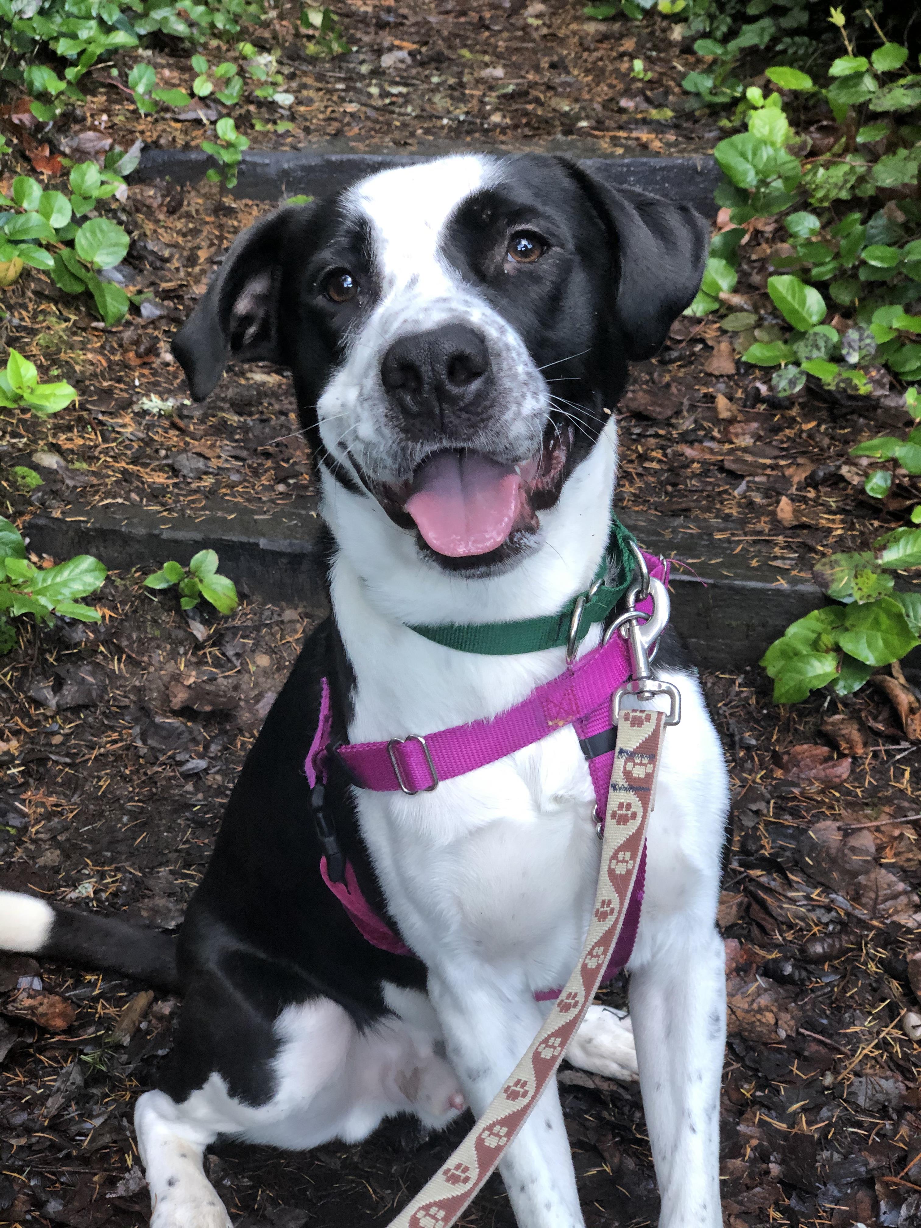 Kitsap Humane Society Pet of the Week Lucas!