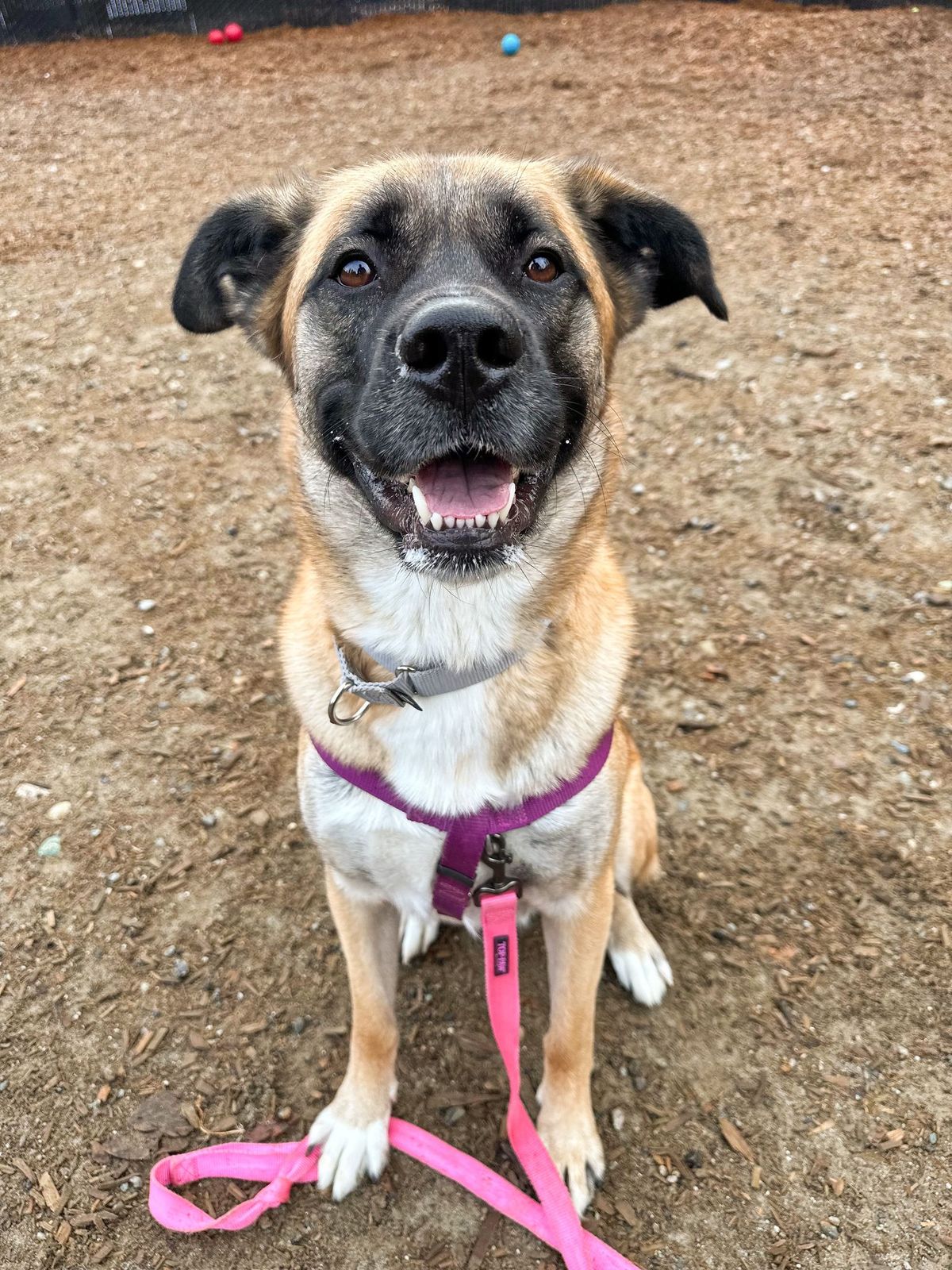 Kitsap Humane Society Pet of the Week — Parker