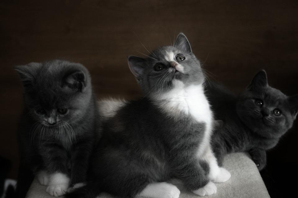 Wie lange wachsen Katzen? kittenhaus.de
