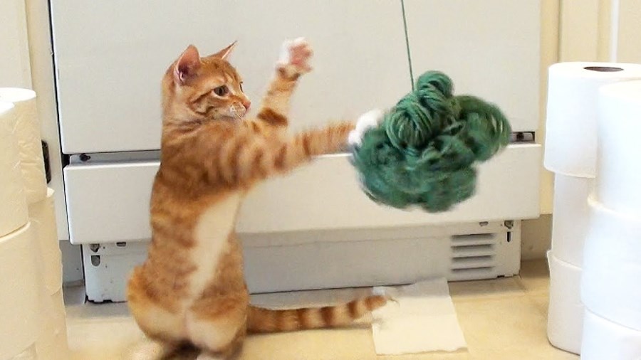 Why Do Kitties Like to Play with Yarn? Kittens Whiskers