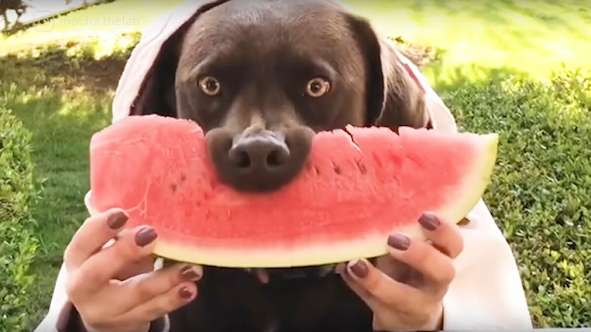 Can Dogs Eat Watermelon? Is Watermelon Safe For Dogs