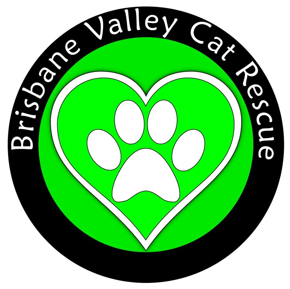 Rescue Group Support Kitter