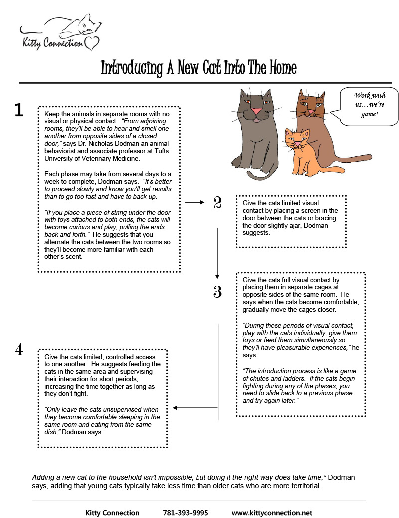 Introducing a New Cat Into the Home Kitty Connection