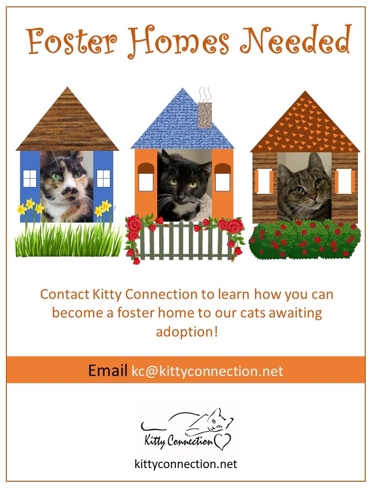 Cambridge Humane Society Cats