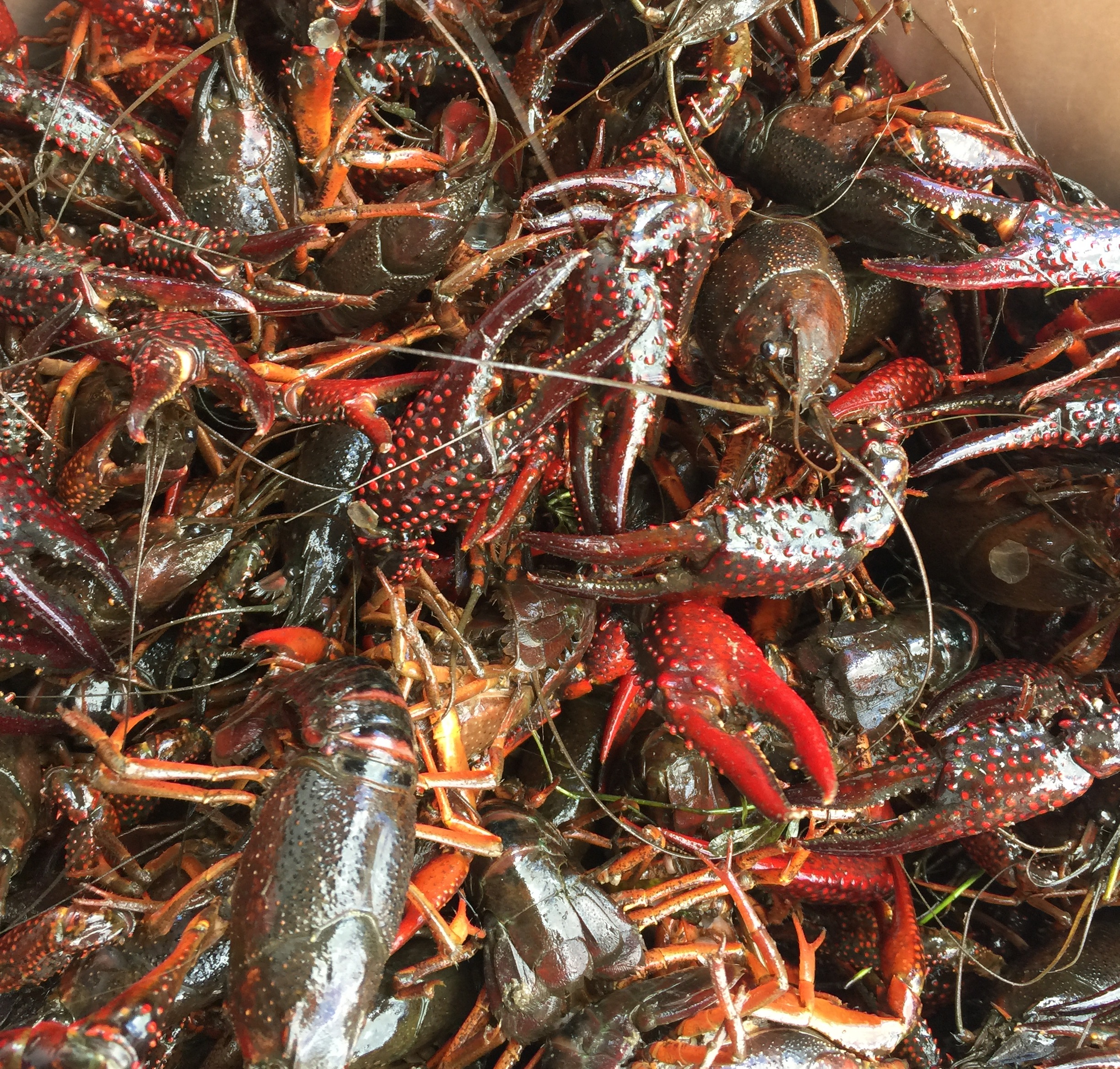 Albums 91+ Images Bucket O' Crawfish Photos Superb