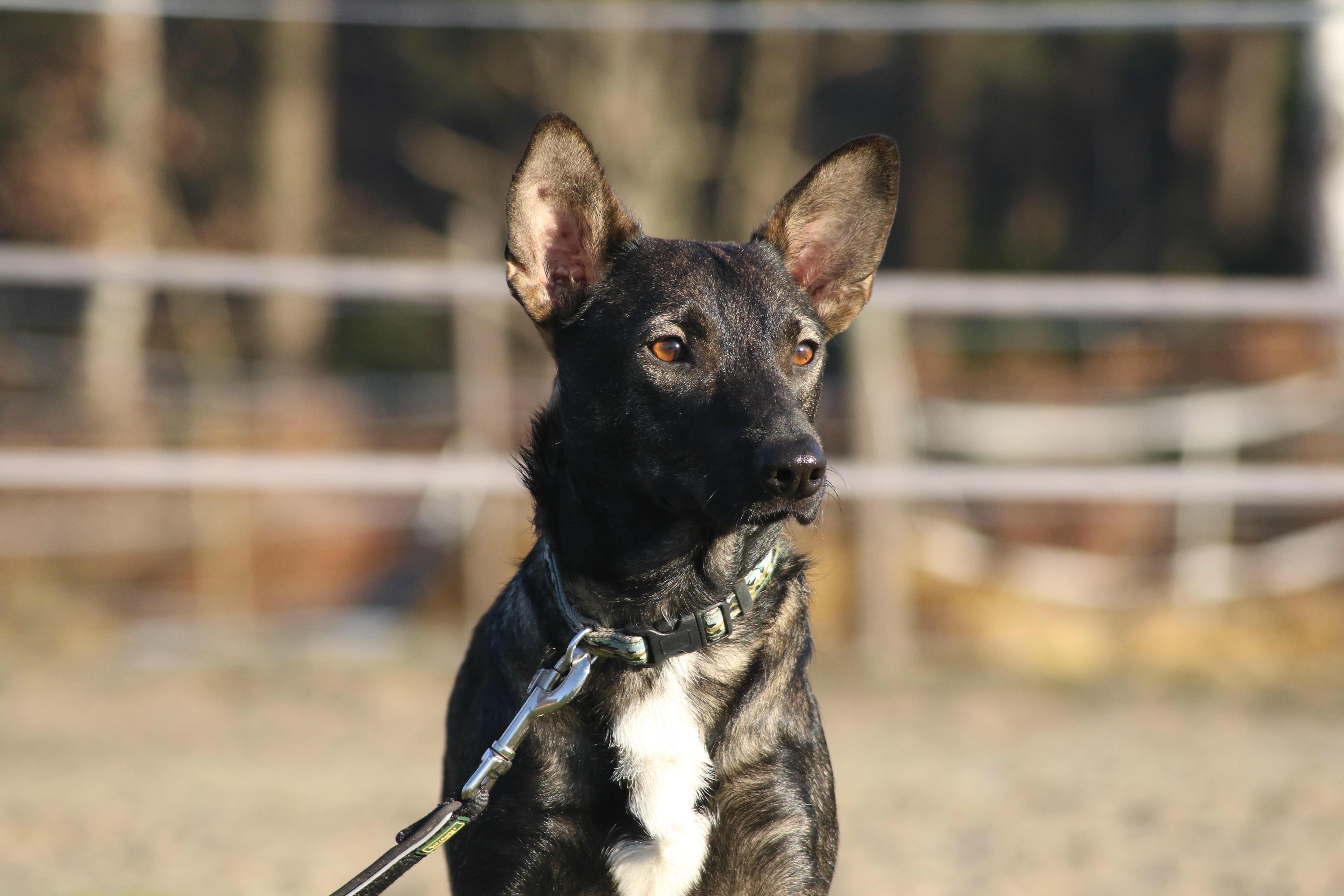 Hunde zur Vermittlung in Deutschland Kleiner Prinz Tierhilfe e.V.