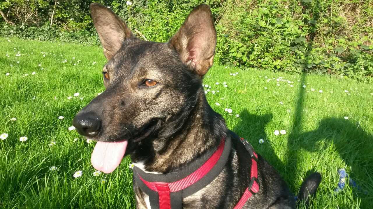 Hunde zur Vermittlung in Deutschland Kleiner Prinz Tierhilfe e.V.